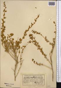 Терескен хохолковый (L.) Gueldenst., Средняя Азия и Казахстан, Муюнкумы, Прибалхашье и Бетпак-Дала (M9) (Казахстан)