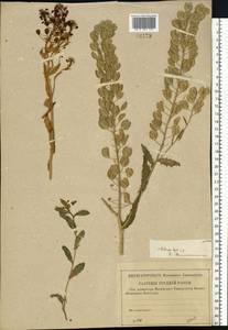 Ярутка полевая L., Восточная Европа, Средневолжский район (E8) (Россия)