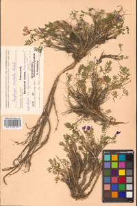 Остролодочник завернутый Ledeb., Сибирь, Чукотка и Камчатка (S7) (Россия)