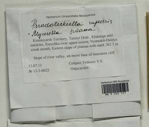 Pseudoleskeella rupestris (Berggr.) Hedenäs & L. Söderstr., Гербарий мохообразных, Мхи - Красноярский край, Тыва и Хакасия (B17) (Россия)