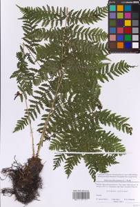 Кочедыжник женский (L.) Roth, Восточная Европа, Московская область и Москва (E4a) (Россия)