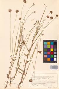 Букашник горный L., Восточная Европа, Московская область и Москва (E4a) (Россия)