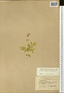 Botrypus virginianus (L.) Michx., Сибирь, Якутия (S5) (Россия)