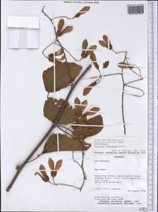 Thinouia compressa Radlk., Америка (AMER) (Парагвай)