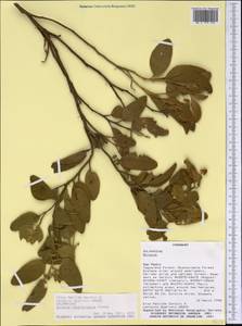 Solanum hasslerianum Chodat, Америка (AMER) (Парагвай)
