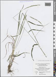 Пырейник собачий (L.) L., Восточная Европа, Западный район (E3) (Россия)