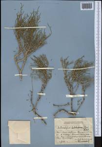 Arthrophytum balchaschense (Iljin) Botsch., Средняя Азия и Казахстан, Джунгарский Алатау и Тарбагатай (M5) (Казахстан)
