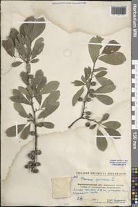 Слива колючая, Терн L., Восточная Европа, Северо-Украинский район (E11) (Украина)