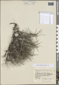 Acantholimon araxanum Bunge, Кавказ, Армения (K5) (Армения)