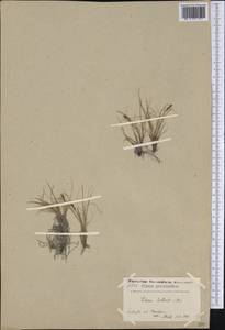 Carex myosuroides Vill., Америка (AMER) (Гренландия)