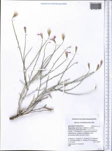 Наголоватка бессмертниковая Iljin, Средняя Азия и Казахстан, Памир и Памиро-Алай (M2) (Киргизия)