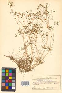 Spergula arvensis subsp. sativa (Boenn.) Celak., Сибирь, Чукотка и Камчатка (S7) (Россия)