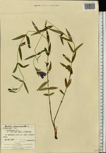 Горечавка легочная L., Восточная Европа, Западно-Украинский район (E13) (Украина)