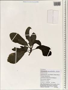 Melanophylla aucubifolia Baker, Африка (AFR) (Мадагаскар)