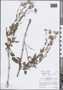 Астра ромашковая, Астра итальянская L., Восточная Европа, Нижневолжский район (E9) (Россия)