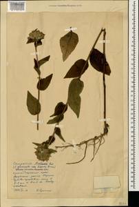 Campanula glomerata subsp. hispida (Witasek) Hayek, Кавказ, Краснодарский край и Адыгея (K1a) (Россия)