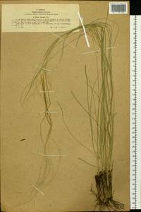 Ковыль перистый L., Сибирь, Западный (Казахстанский) Алтай (S2a) (Казахстан)