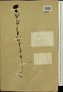 Rhinanthus minor subsp. minor, Сибирь, Алтай и Саяны (S2) (Россия)