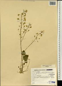 Graellsia integrifolia (Rech.f.) Rech.f., Зарубежная Азия (ASIA) (Иран)