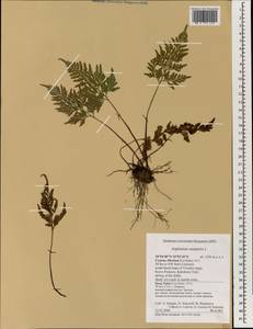 Asplenium onopteris L., Зарубежная Азия (ASIA) (Кипр)