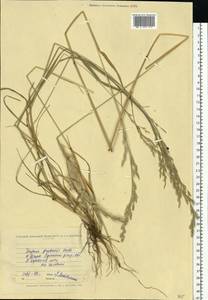 Lolium pratense (Huds.) Darbysh., Восточная Европа, Северо-Украинский район (E11) (Украина)