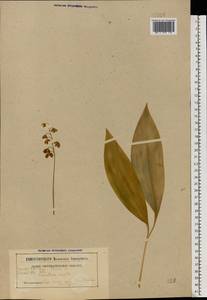 Ландыш майский L., Восточная Европа, Белоруссия (E3a) (Белоруссия)