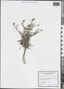 Василек, Зарубежная Азия (ASIA) (Иран)