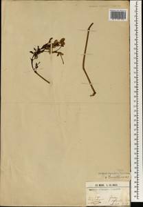 Acanthaceae, Африка (AFR) (Гвинея)
