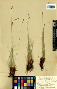 Carex macroprophylla (Y.C.Yang) S.R.Zhang, Сибирь, Прибайкалье и Забайкалье (S4) (Россия)