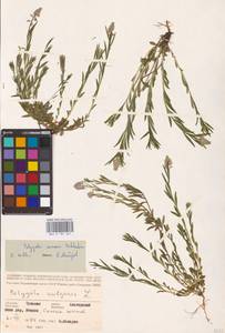 Истод хохлатый Schkuhr, Восточная Европа, Средневолжский район (E8) (Россия)