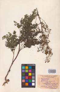 Bасилисник малый L., Восточная Европа, Нижневолжский район (E9) (Россия)