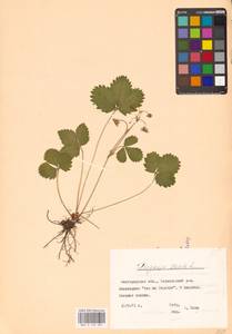 Земляника лесная L., Восточная Европа, Центральный лесостепной район (E6) (Россия)