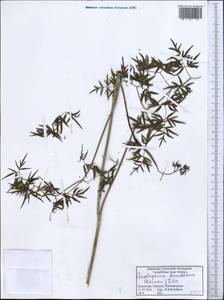 Cenolophium fischeri (Spreng.) W.D.J.Koch, Средняя Азия и Казахстан, Прикаспийский Устюрт и Северное Приаралье (M8) (Казахстан)
