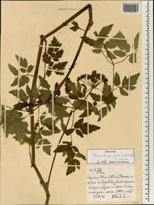 Oenanthe procumbens (H. Wolff) C. Norman, Африка (AFR) (Эфиопия)