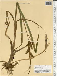 Carex utriculata Boott, Восточная Европа, Центральный лесной район (E5) (Россия)