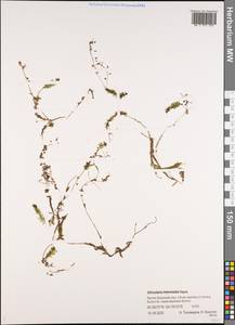 Пузырчатка средняя  Hayne, Сибирь, Якутия (S5) (Россия)