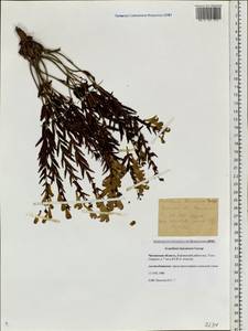 Шлемник байкальский Georgi, Сибирь, Прибайкалье и Забайкалье (S4) (Россия)