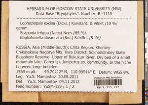 Lophoziopsis excisa (Dicks.) Konstant. & Vilnet, Гербарий мохообразных, Мхи - Прибайкалье и Забайкалье (B18) (Россия)