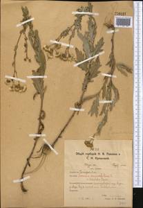 Jacobaea erucifolia subsp. grandidentata (Ledeb.) V. V. Fateryga & Fateryga, Средняя Азия и Казахстан, Северный и Центральный Казахстан (M10) (Казахстан)