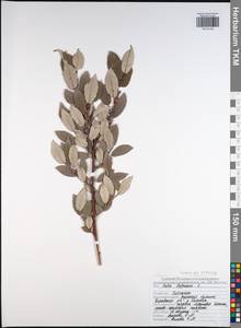 Ива лопарская L., Восточная Европа, Центральный район (E4) (Россия)