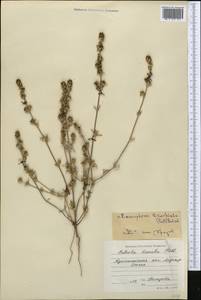 Pyankovia brachiata (Pall.) Akhani & Roalson, Средняя Азия и Казахстан, Северный и Центральный Казахстан (M10) (Казахстан)
