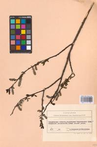 Ива мирзинолистная, Ива чернеющая Salisb., Восточная Европа, Белоруссия (E3a) (Белоруссия)