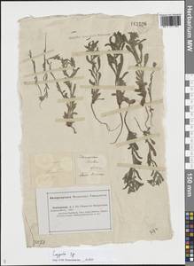 Липучка, Средняя Азия и Казахстан, Прикаспийский Устюрт и Северное Приаралье (M8) (Казахстан)