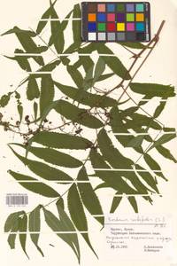 Рябинник рябинолистный (L.) A.Braun, Восточная Европа, Литва (E2a) (Литва)