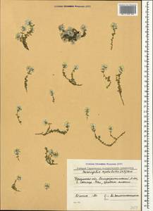 Приноготовник головчатый (M. Bieb.) Besser, Крым (KRYM) (Россия)