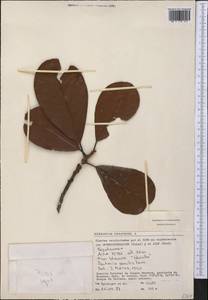Pouteria sessilis T.D.Penn., Америка (AMER) (Перу)