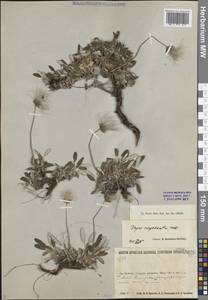 Дриада вострозубчатая (Juz.) Hultén, Сибирь, Прибайкалье и Забайкалье (S4) (Россия)