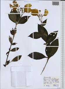 Mussaenda, Африка (AFR) (Эфиопия)