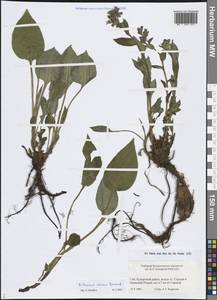 Медуница неясная, Медуница темная Dumort., Восточная Европа, Северо-Западный район (E2) (Россия)