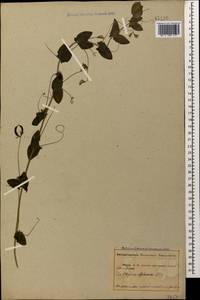 Чина безлисточковая L., Кавказ, Абхазия (K4a) (Абхазия)